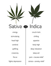 Cannabis Sativa vs Indica article at Leafly.com